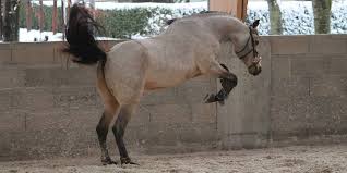 Buckskins are clothing, usually consisting of a jacket and leggings, made from buckskin, a soft sueded leather from the hide of deer. Palominos Vs Buckskins What S The Difference Insider Horse Latest Greatest Horse New Publication