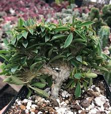 Image result for Euphorbia didiereoides