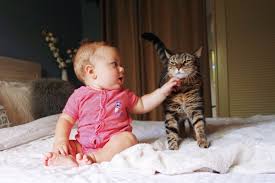 Sobald der nachwuchs im haus ist, beginnt der schwierigere teil, denn nun wird sich der alltag der katze vermutlich zumindest teilweise ändern. So Gewohnst Du Deine Katze An Das Zusammenleben Mit Einem Baby