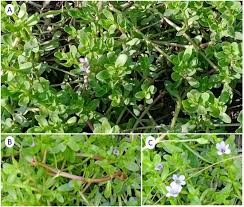 Image result for Bacopa monnieri