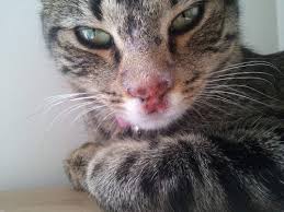 Pin On Herpes
