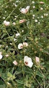 Image result for Pavonia leptocalyx