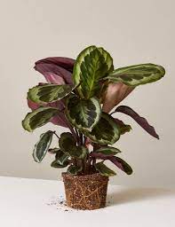 Gardening 101 Prayer Plants Gardenista Calathea Plant Plants Best Indoor Plants