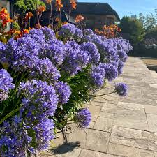 Image result for Agapanthus africanus