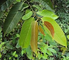 Image result for Diospyros mweroensis