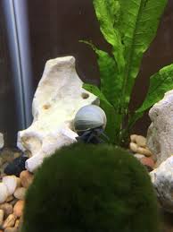 Here are aquarium pest snail species, where they came from, and how to get rid of them! Blue Mystery Snail Exploring A Marimo Moss Ball Apple Snail Marimo Moss Ball Freshwater Fish