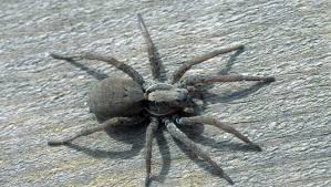 The spider chunk is an item that you get from defeating wolf spiders. Scary Michigan Spiders Brown Recluse 4 Others To Watch For