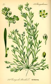 Image result for Corrigiola