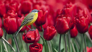 Birds and flowers hd wallpaper. Beauty Peaceful Lovely Bird Red Birds Splendor Flowers Bird On A Flower 1920x1080 Wallpaper Teahub Io