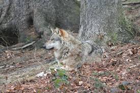 My images are not under the creative commons license. Wolfe In Mecklenburg Vorpommern Der Wolf Zuruck In Mecklenburg Vorpommern