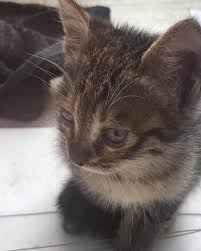 Izmir Kedi Evi Accueil Facebook