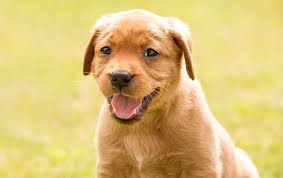 Consistently one of the most popular dog breeds, labrador retrievers are friendly, excellent with children and other animals, and ready for any activity. Red Fox Lab Breed Information Price Temperament Facts All Things Dogs All Things Dogs