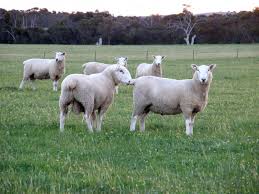 32 to 38 microns wool type: Inverbrackie Border Leicester Stud