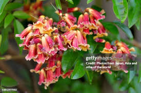 Image result for Bignoniaceae