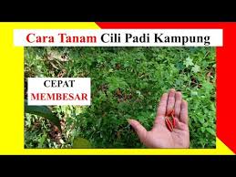 Tanam cili cara semai biji cili cabe anti gagal how to sow chili seeds. Cara Tanam Pokok Cili Padi Kampung Di Tanah Organic Method To Plant Chillies U Shuhur Azizuddin