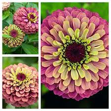 Check spelling or type a new query. Bloemzaden Zinnia Elegans Queen Red Lime Jansenzaden