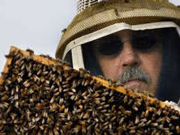 The beekeeping buzz