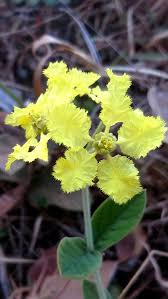 Image result for Chamaecrista gracilior