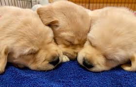 Our service offers convenience for you, picking up and delivering right to your door. Bbb Warns Of Puppy Scams During Coronavirus Pandemic