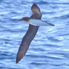 Dec 09, 2015 · statuesque, stately, and elegantly plumaged, with long necks and long legs, herons rank among our most conspicuous and beautiful birds. Pdf First Report Of The Hawaii Bird Records Committee