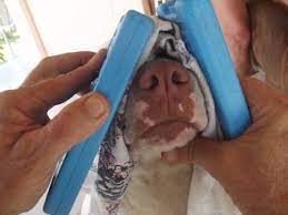 If your dog will allow it, place an ice pack wrapped in a dish towel or several paper towels over the bridge of your dog's nose. What To Do When Your Dog Has A Bloody Nose Pethelpful