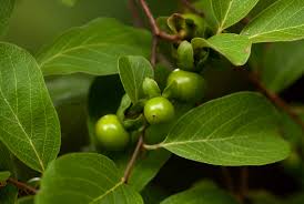 Image result for Diospyros squarrosa