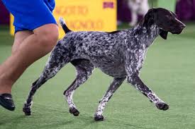 The german shorthaired pointer is a hunting dog for different purposes. Jade A German Short Haired Pointer Is Headed In The Right Direction The New York Times