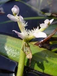 Image result for Aponogeton desertorum