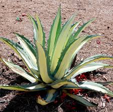 Image result for Agave
