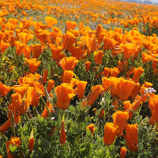 Rains in orange county are preparing us for a beautiful wildflower season this year, and many of the parks, public landmarks and gardens are already poppies, lilacs and wild roses are just a few of the floral varieties that can be found blooming throughout the region's wilderness parks and arboretums. California Poppy Seeds Eschscholzia American Meadows