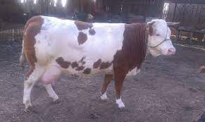 Cai hunedoara , capre hunedoara , iepuri hunedoara , oi hunedoara , pasari hunedoara , porci hunedoara , vaci hunedoara, alte animale domestice hunedoara. Vaci Baltate