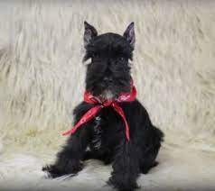 Does uptown puppies breed their own german shepherd puppies for sale in east texas? Black And Silver Schnauzer Puppies For Sale Toy Schnauzer Dog Breeder In Ok Rojos Miniature Schnauzers Schnauzer Puppy Miniature Schnauzer Schnauzer Breed