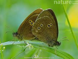 Image result for Aphantopus hyperantus