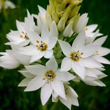 Image result for Ornithogalum seineri