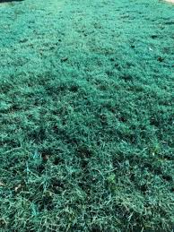 Plant growth slows down at dusk and speeds up again as the sun rises the following day. Blue Weed Spray Spraying The Blue Stuff Carlsbad Nm Weed Control