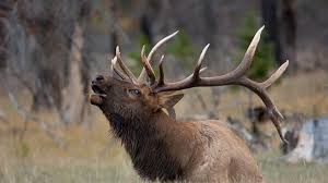 Une petite lampe de poche peut être utile. Sarthe La Periode Du Brame Du Cerf Commence Ce Samedi 1er Septembre Le Mans Maville Com