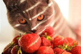 This is particularly true when they find their owners eating. Can Cats Eat Strawberries We Re All About Cats
