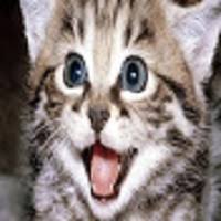 Ruyada Kedi Gormek Diyanet Yorumu Okuyun