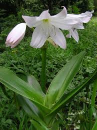 Image result for Crinum moorei