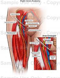 Find the perfect female muscle anatomy stock photos and editorial news pictures from getty images. Female Anatomy Groin Anatomy Drawing Diagram