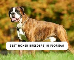 Our boxer puppies for sale will make courageous watchdogs and affectionate, playful friends for you and your family! 4 Best Boxer Breeders In Florida 2021 We Love Doodles