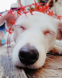 Adorable golden retriever needs a home ( 827 sacramento, ca 95811) (sacramento) hide this posting restore restore this posting. Golden Retriever Puppies Colorado Craigslist
