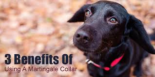 An improperly fitted collar can lead to disaster. 3 Benefits Of Using A Martingale Collar Sitstay