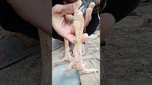 Bentuk dan model kaki ayam petarung pukul saraf/ko : Ciri Kaki Ayam Pukulan Maut Youtube