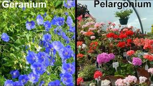 Image result for Pelargonium