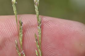 Image result for Eragrostis plana