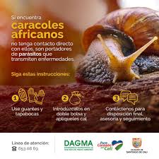 La medida de quemar, de manera controlada, los caracoles gigantes africanos ha sido practicada en diferentes lugares y paso a poner dos ejemplos. Dagma Que Hacer Ante La Presencia De Facebook