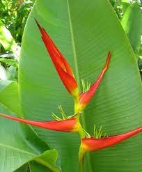 Pin On Tropical Plants