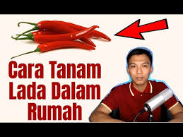 Cara Tanam Lada Dalam Rumah Dan Khasiat Lada Youtube