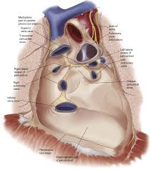 Image result for Pericardium